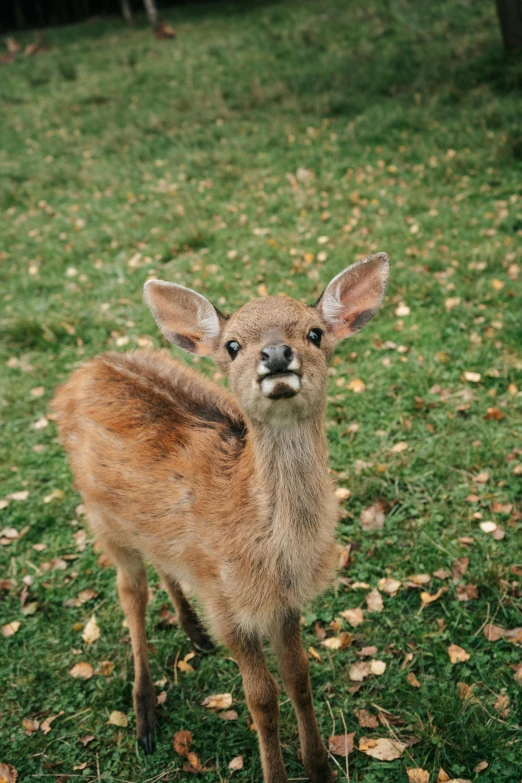 a small deer standing on top of a lush green field, posing for a picture, close up of iwakura lain, tongue out, smol