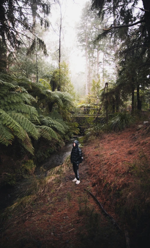 a person standing in the middle of a forest, melbourne, instagram picture, woodland creek, low quality photo