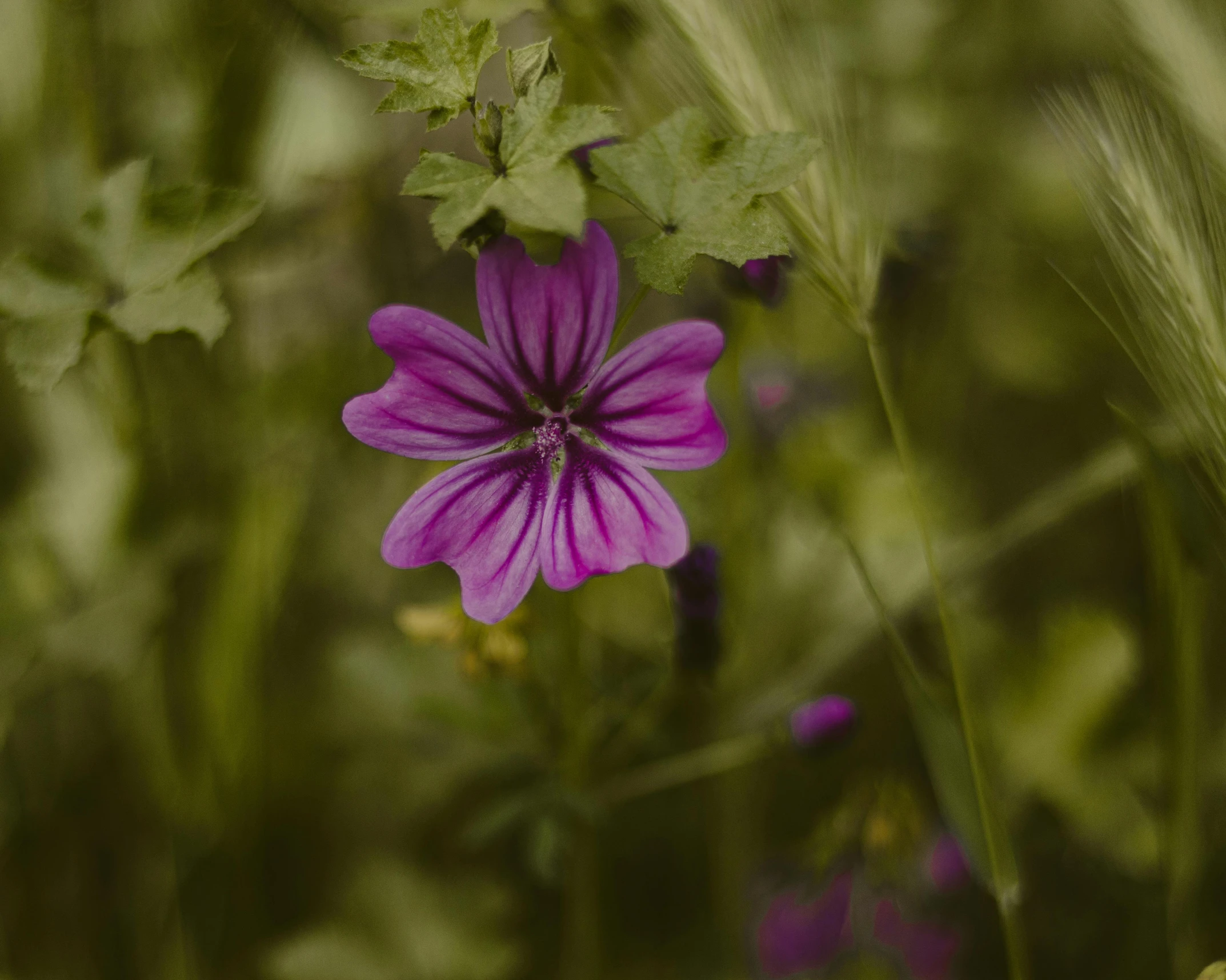 a purple flower sitting on top of a lush green field, by Attila Meszlenyi, pexels contest winner, pink, slightly tanned, today's featured photograph 4k, vine and plants and flowers