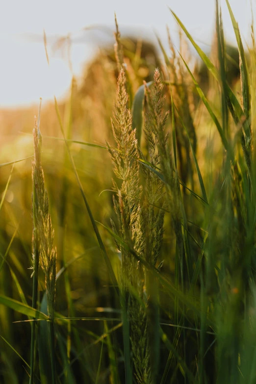 a field of tall grass with the sun in the background, uncrop, zoomed in, digital image, medium-shot