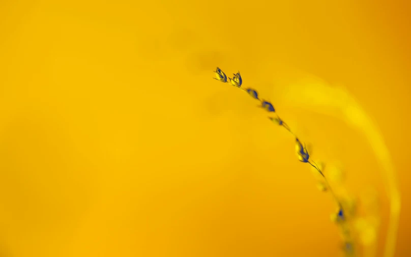 a close up of a plant with water droplets on it, a macro photograph, by Thomas Häfner, minimalism, yellow background, salvia, gold flowers, minimalist