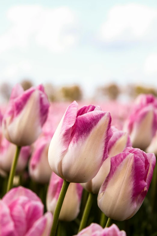 a field of pink and white tulips on a sunny day, by Jacob Koninck, unsplash, highly detailded', made of glazed, tie-dye, netherlands