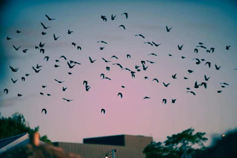 a flock of birds flying over a building, by Matt Stewart, pexels contest winner, late summer evening, lo-fi, a park, bats in sky