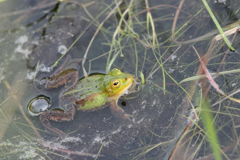 a frog that is sitting in some water, unsplash, renaissance, green and yellow, biodiversity heritage library, australian, marsh