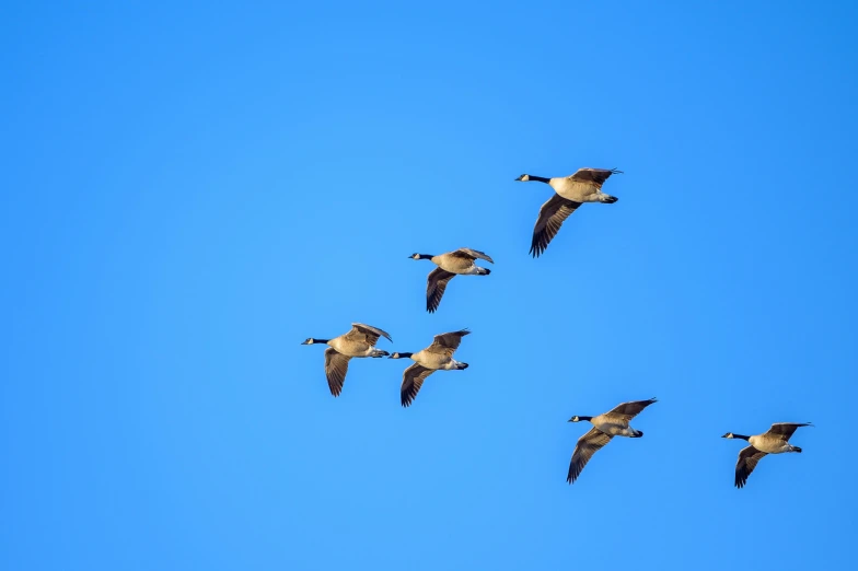 a flock of birds flying through a blue sky, pexels, canada goose, 🦩🪐🐞👩🏻🦳, shot with sony alpha, bees flying
