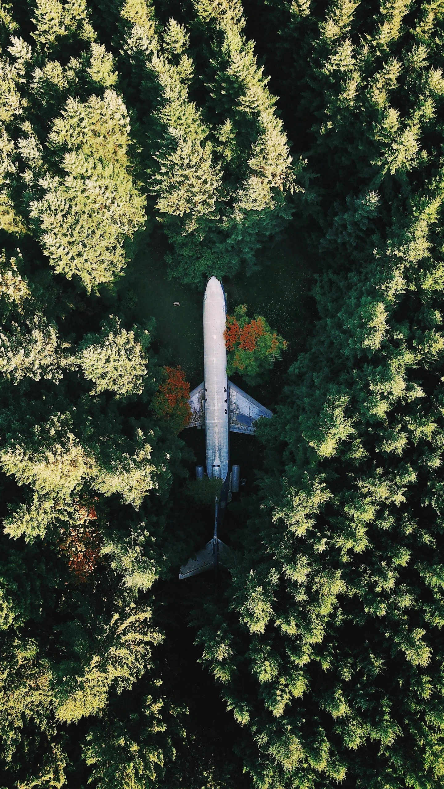 a large jetliner flying through a lush green forest, by Jessie Algie, unsplash contest winner, land art, trees growing on its body, shot on iphone, abandoned rocketship, photographed for reuters