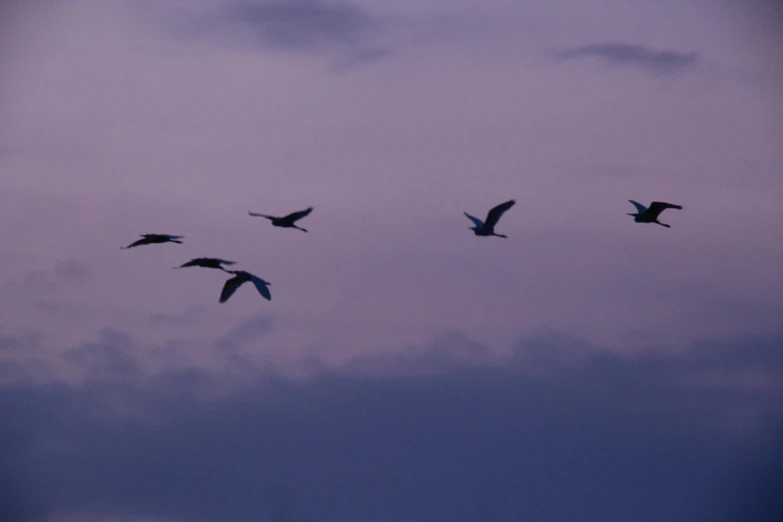 a flock of birds flying through a cloudy sky, by Linda Sutton, flickr, moonlit purple sky, crane shot, blue and purple and green, gooses