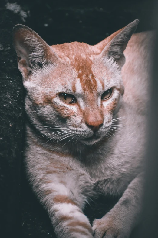 a close up of a cat laying on the ground, by Jan Tengnagel, trending on unsplash, zoomed out portrait of a duke, taken in zoo, on a gray background, at nighttime