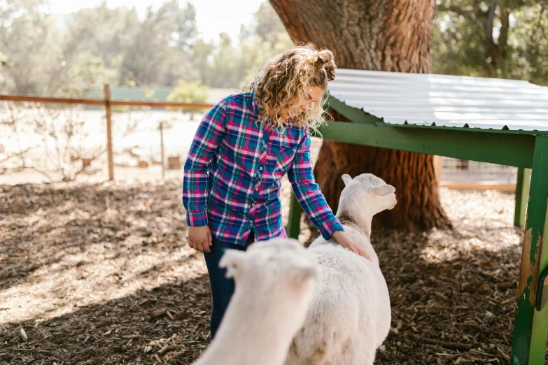 a woman in a plaid shirt petting a sheep, by Gwen Barnard, trending on unsplash, glamping, bedhead, alpaca, feed troughs