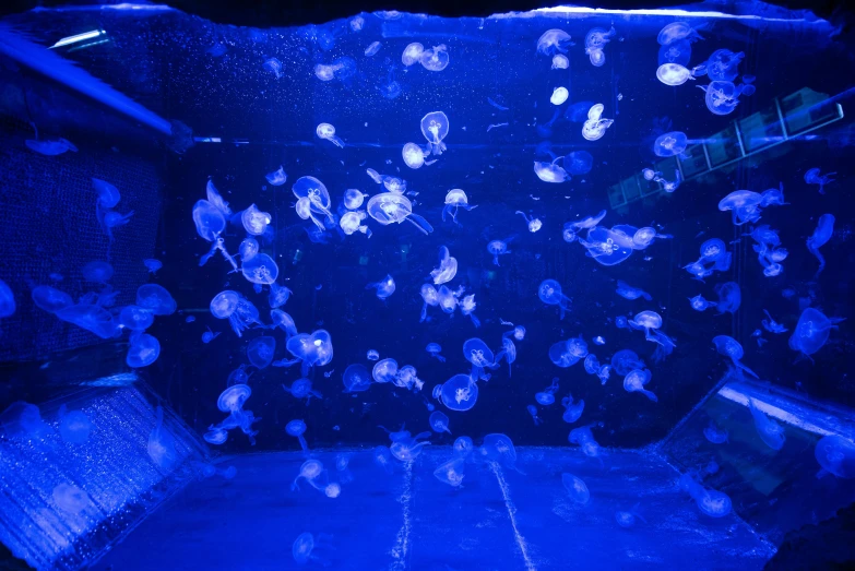 a group of jellyfish swimming in an aquarium, blue archive, thumbnail, uncropped, indigo