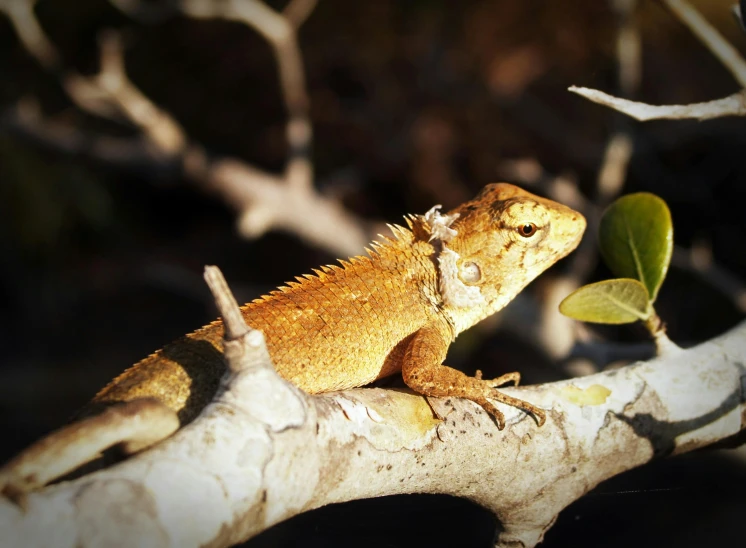 a lizard sitting on top of a tree branch, by Gwen Barnard, pexels contest winner, hurufiyya, warm coloured, sunbathed skin, australian, half dragon