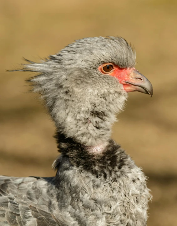 a close up of a bird on a field, a portrait, by Jan Tengnagel, shutterstock contest winner, grey skinned, chicken, wild hairstyle, museum quality photo