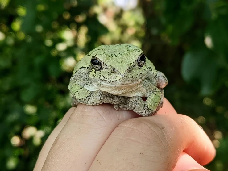 a close up of a person holding a small frog, photograph taken in 2 0 2 0, mottled coloring, r/aww, white with black spots