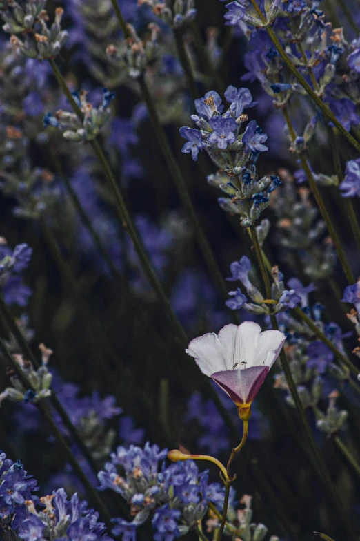 a single white flower in a field of lavender, unsplash, renaissance, colorized photograph, ignant, lobelia