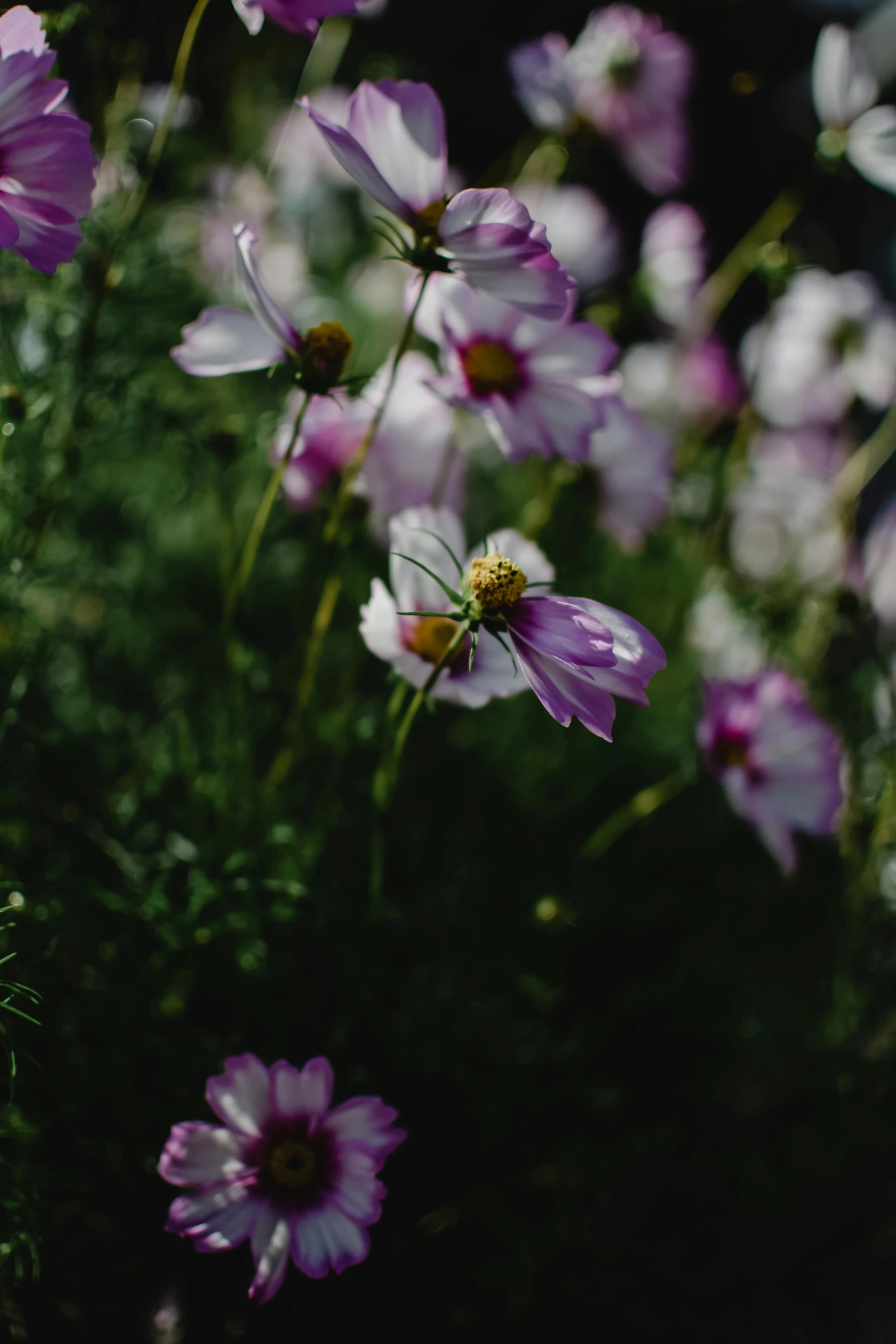 a bunch of purple flowers sitting on top of a lush green field, a picture, unsplash, romanticism, miniature cosmos, high quality image, photograph 3 5 mm, in bloom greenhouse
