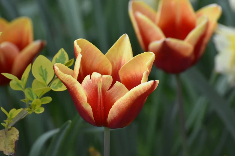 a group of orange and yellow tulips in a garden, orange mist, highly polished, 300mm, smooth edges