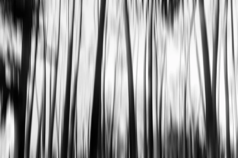a black and white photo of a forest, inspired by Chris Friel, lyrical abstraction, bamboo wood, long exposure 8 k, ((trees)), abstract realism