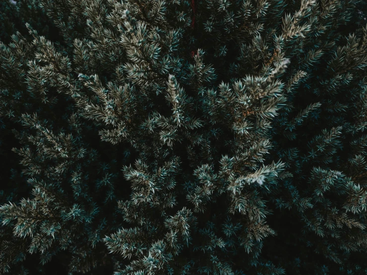 a bird's eye view of a pine tree, inspired by Elsa Bleda, pexels contest winner, blue and gray colors, cozy wallpaper, dark green tones, background image