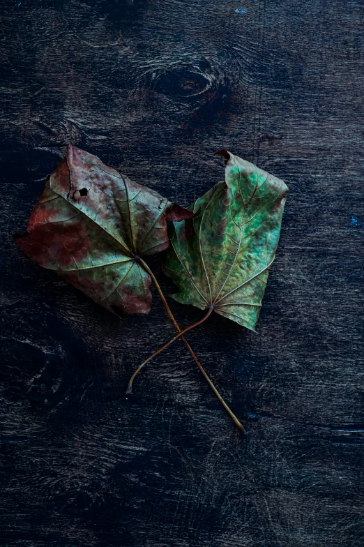 a couple of leaves sitting on top of a wooden table, unsplash, art photography, multiple stories, dark photo, coloured photo, full frame image