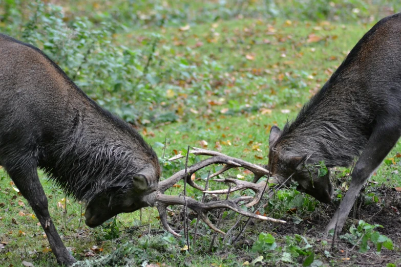 a couple of animals that are standing in the grass, facing off in a duel, vine, political meeting in the woods, profile image