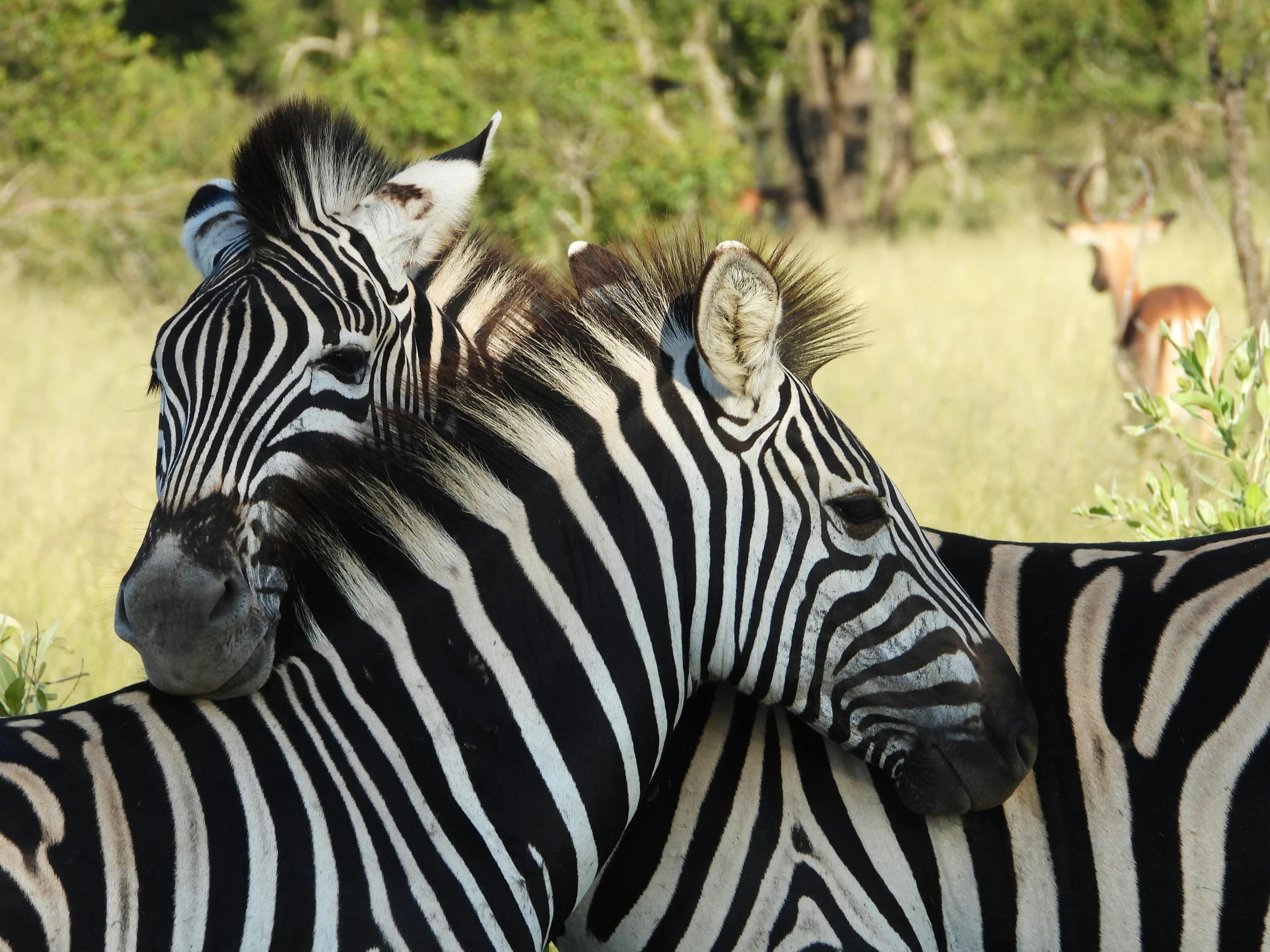 a couple of zebra standing next to each other, pexels contest winner, fan favorite, loin cloth, up close, al fresco