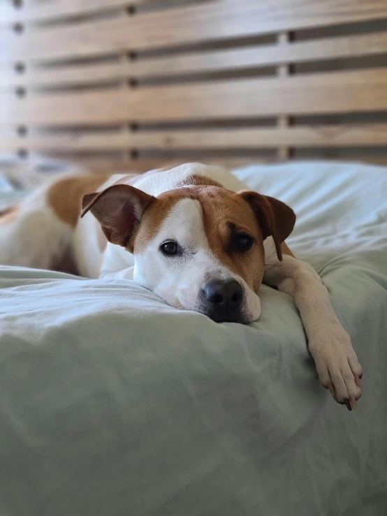 a brown and white dog laying on top of a bed, trending on reddit, lgbtq, pits, low quality photo, concerned