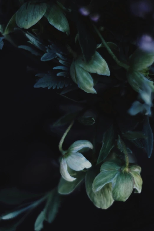 a close up of a bunch of flowers, an album cover, inspired by Elsa Bleda, romanticism, dark blue and green tones, spooky photo, twisting leaves, dark. no text
