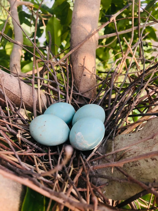 three eggs in a nest on a tree branch, by Jessie Algie, ((greenish blue tones)), beachwood treehouse, medium close up, william eggleston style