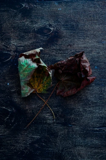 a couple of leaves sitting on top of a wooden table, a still life, unsplash, dark colours, withered, lpoty, multi - coloured