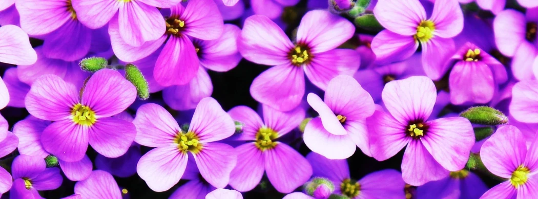 a close up of a bunch of purple flowers, shot with premium dslr camera, multicoloured, instagram post, purple