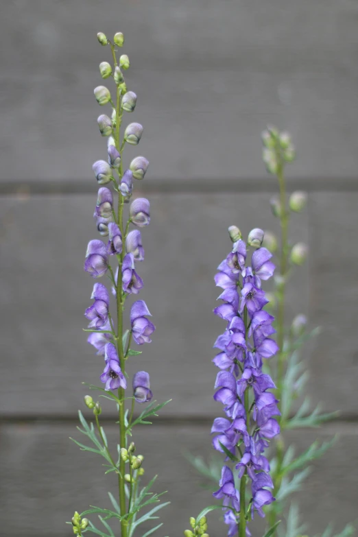 a couple of purple flowers sitting next to each other, spines and towers, “ iron bark, medium blue, mid 2 0's female