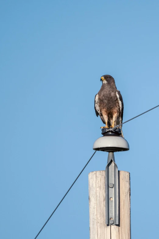 a hawk sitting on top of a wooden pole, overhead wires, on a pedestal, looking distracted, 2019 trending photo