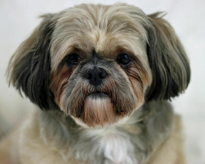 a close up of a dog looking at the camera, shih tzu, taken with sony alpha 9, on a pale background, no cropping