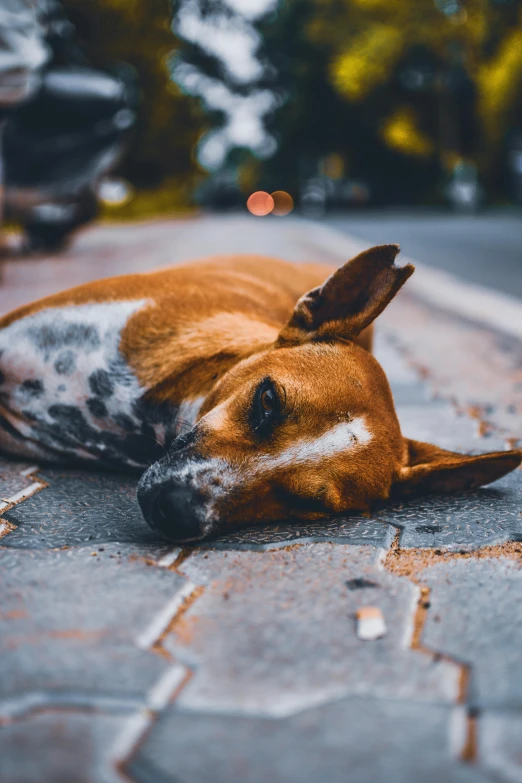 a dog that is laying down on the ground, by Niko Henrichon, pexels contest winner, tired half closed, multiple stories, 2019 trending photo, high forehead