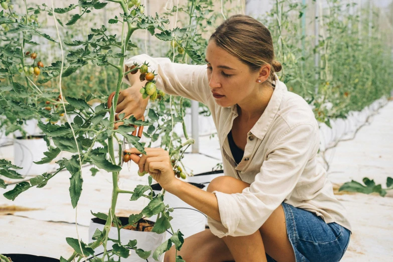 a woman picking tomatoes from a plant in a greenhouse, by Emma Lampert Cooper, pexels contest winner, renaissance, plant forest in glass tubes, sydney hanson, tending on art station, profile image