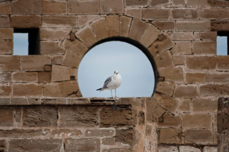 a bird sitting on top of a brick wall, a picture, inspired by Storm Thorgerson, pexels contest winner, arabesque, looking at us from a porthole, located in a castle, seagull, 2022 photograph