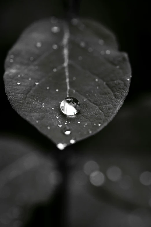 a leaf with a drop of water on it, unsplash, grey and silver, 15081959 21121991 01012000 4k, ilustration, black
