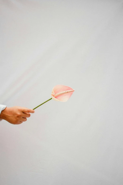 a person holding a pink flower in their hand, single long stick, photographed for reuters, made of silk paper, ignant