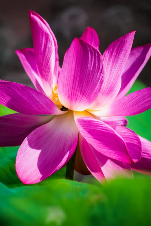 a pink flower sitting on top of a green leaf, sitting on a lotus flower, mystical kew gardens, sun lit