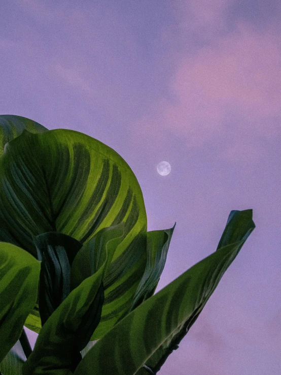 a close up of a plant with a moon in the background, an album cover, trending on unsplash, magic realism, long violet and green trees, ☁🌪🌙👩🏾, pastel sky, set on singaporean aesthetic