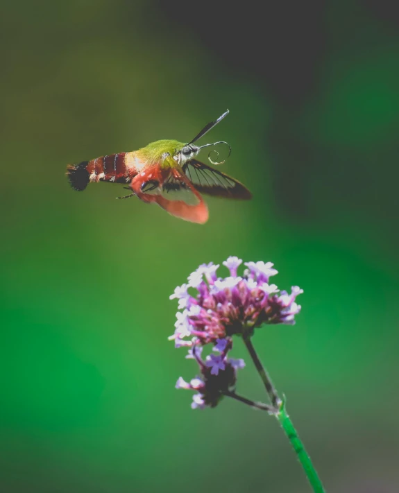 a hummingbird flying over a purple flower, a macro photograph, pexels contest winner, green and pink, beautiful moths, instagram post, 33mm photo