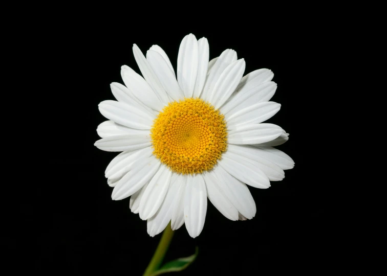 a close up of a flower on a black background, an album cover, pexels, chamomile, high resolution ultradetailed, 2000s photo, miniature product photo