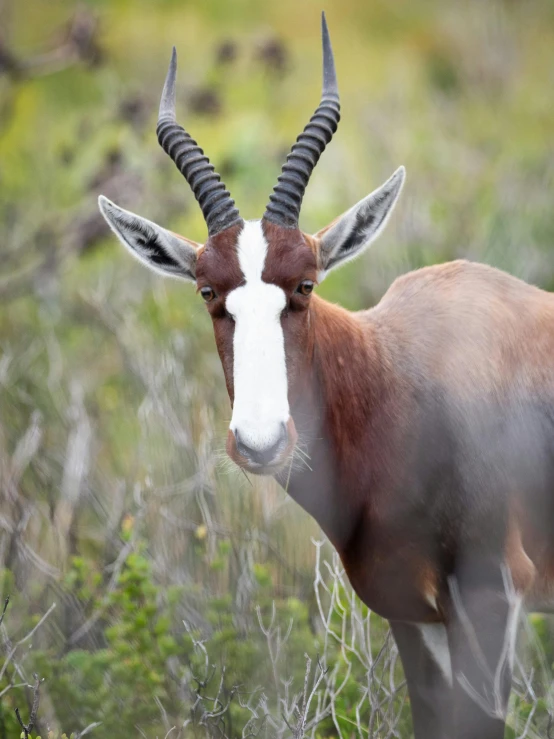 a large antelope standing on top of a lush green field, white horns from eyebrows, 2019 trending photo, rosen zulu, multiple stories