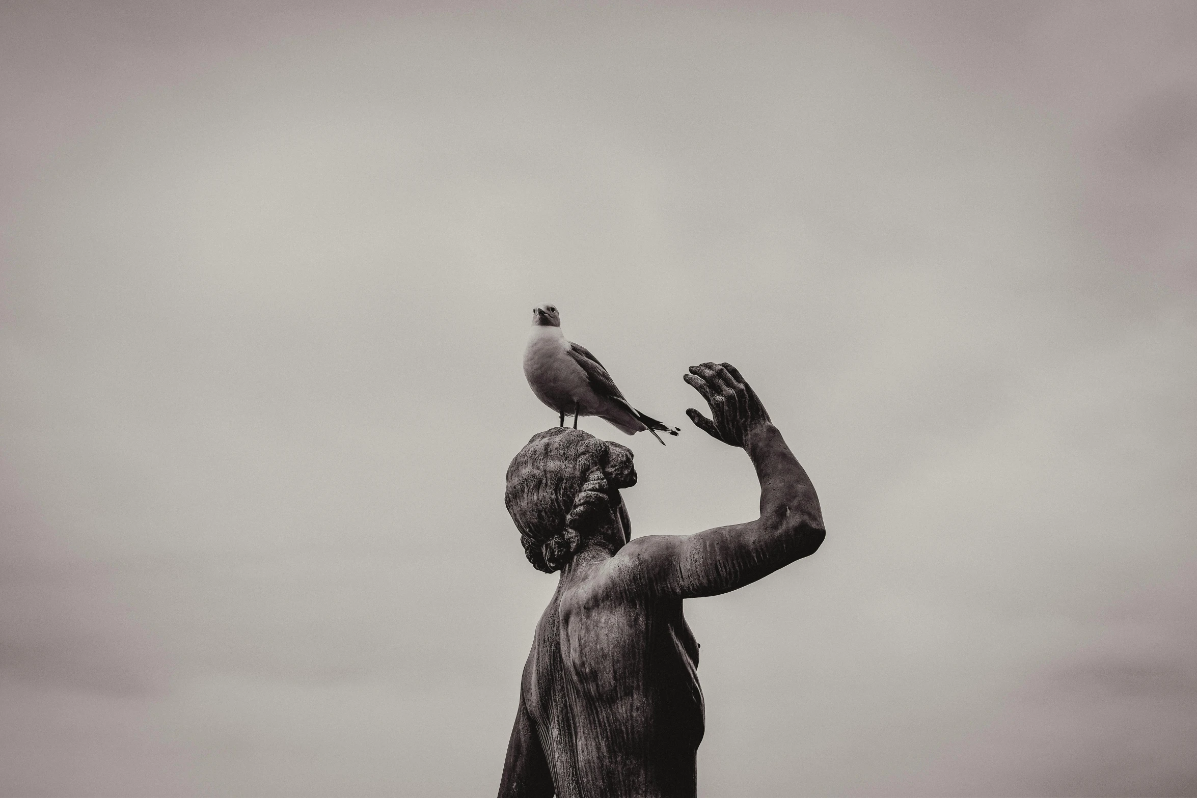 a black and white photo of a bird perched on a statue, a statue, by Romain brook, pexels contest winner, seagull, greeting hand on head, statue of hercules, maryport