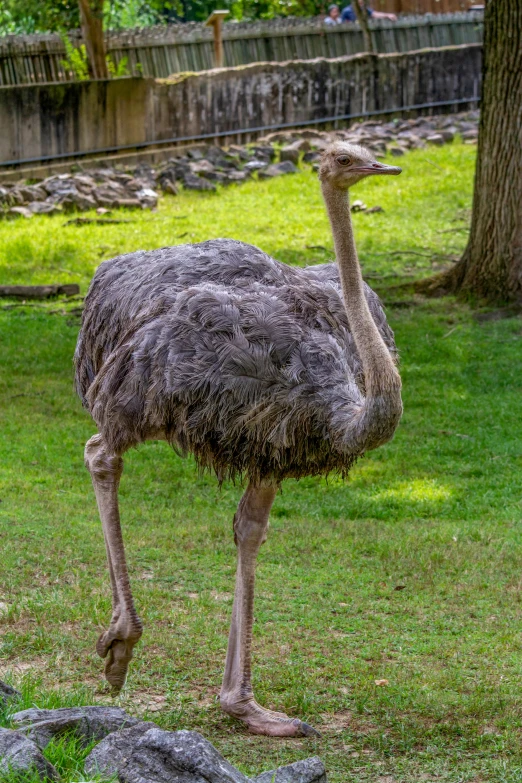 a large bird standing on top of a lush green field, in the zoo exhibit, walking towards camera, grey skinned, long arm