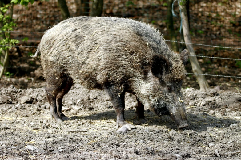 a boar that is standing in the dirt, may)