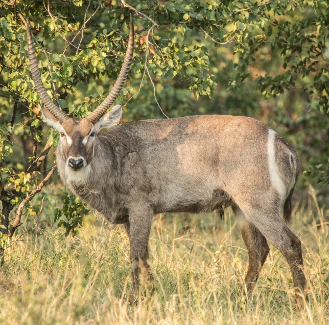 a large antelope standing on top of a grass covered field, sharandula, grey, nature photo, adult