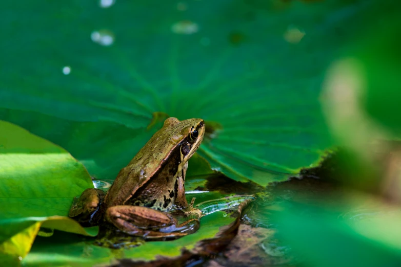 a frog sitting on top of a leaf in a pond, by Matt Stewart, unsplash, hurufiyya, fine art print, multiple stories, brown