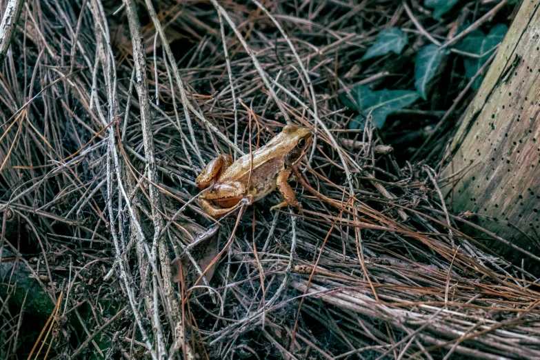 a frog that is sitting in the grass, by Matt Cavotta, unsplash, renaissance, forgotten and lost in the forest, ignant, tiny sticks, camo