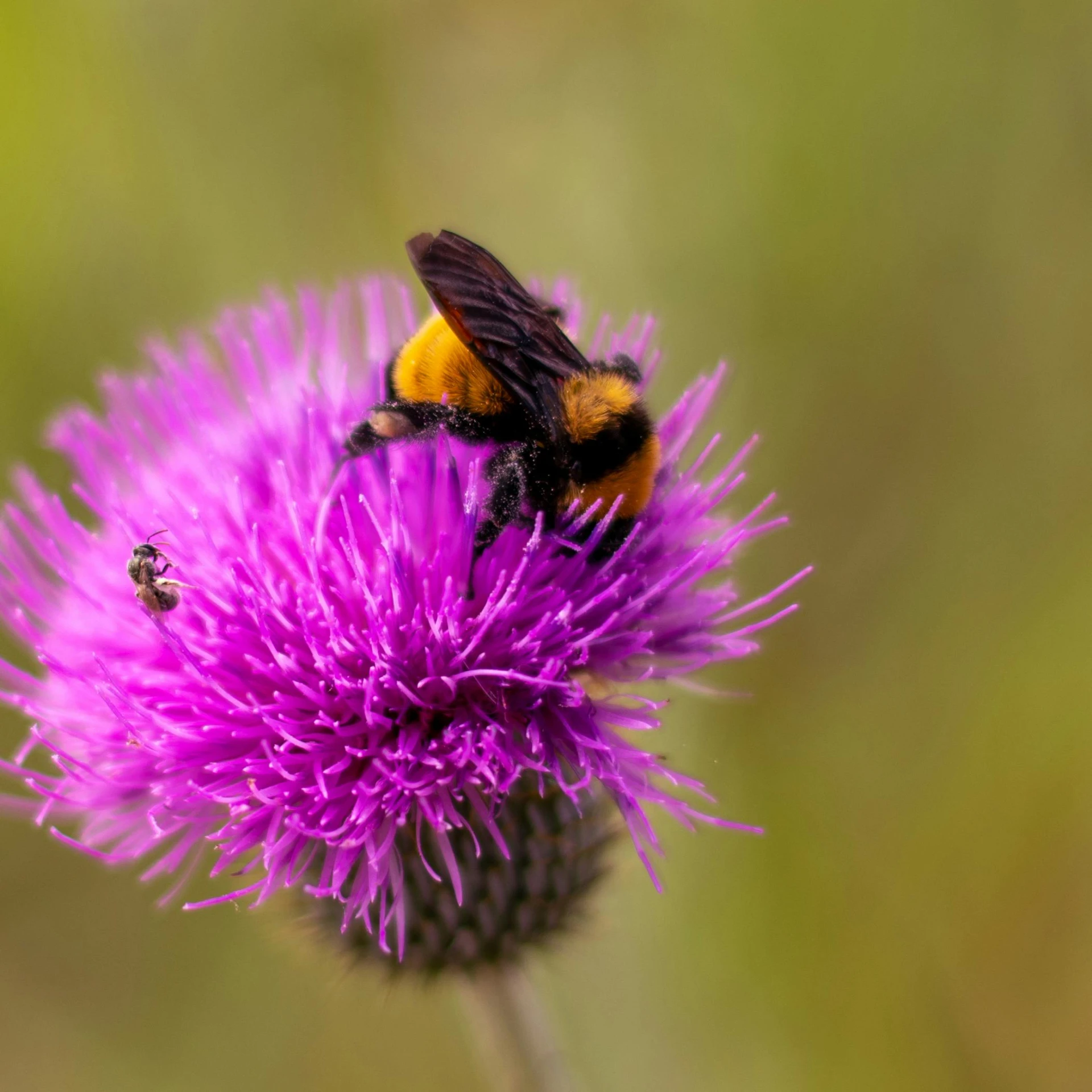 a bee sitting on top of a purple flower, by Robert Brackman, pexels, hurufiyya, two male, spiky, scottish, slide show